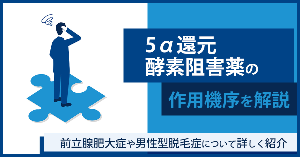 5α還元酵素阻害薬の作用機序を解説|前立腺肥大症や男性型脱毛症について詳しく紹介