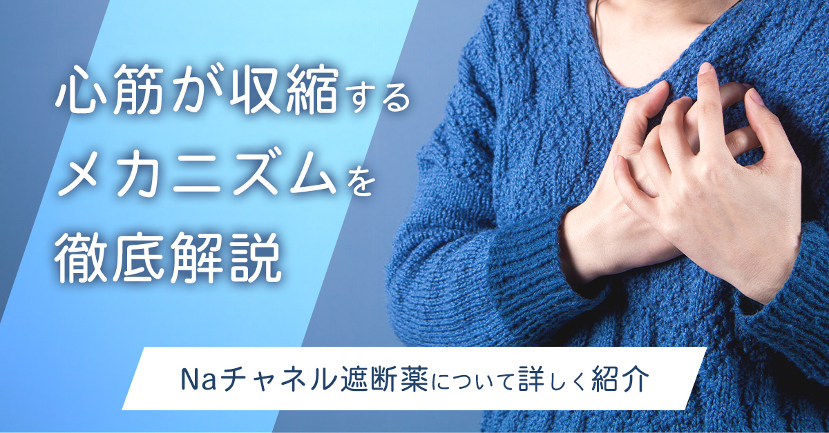 心筋が収縮するメカニズムを徹底解説｜Naチャネル遮断薬について詳しく紹介