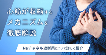 心筋が収縮するメカニズムを徹底解説｜Naチャネル遮断薬について詳しく紹介