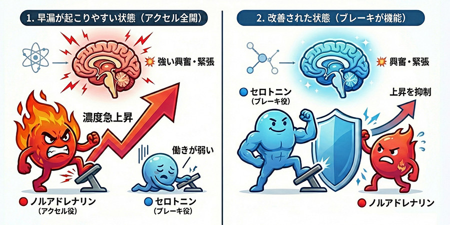 プリリジーが早漏に作用するメカニズム
