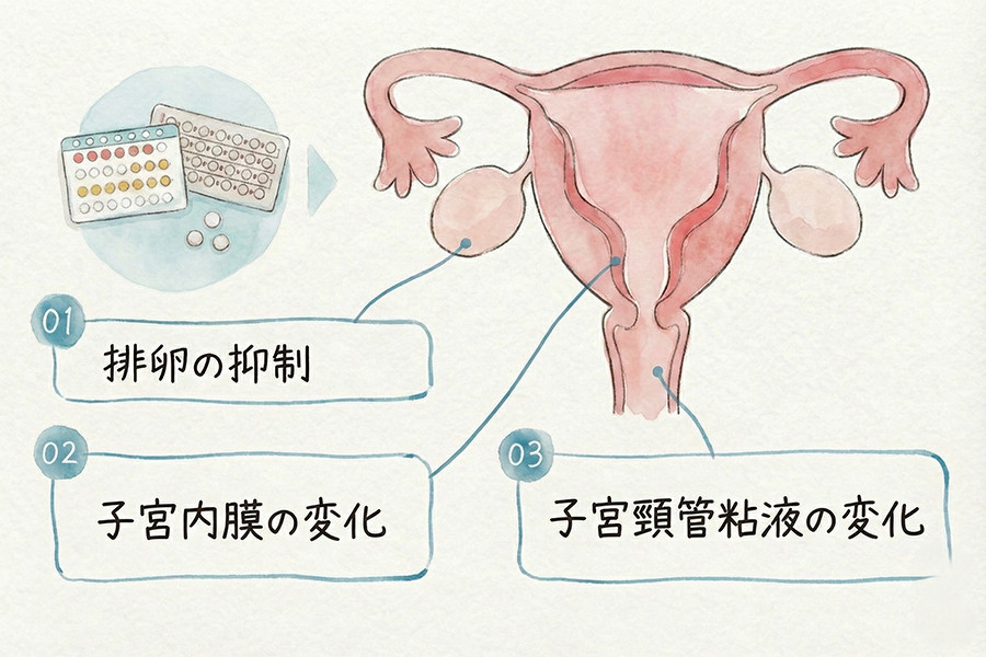 低用量ピルが妊娠を防ぐメカニズム