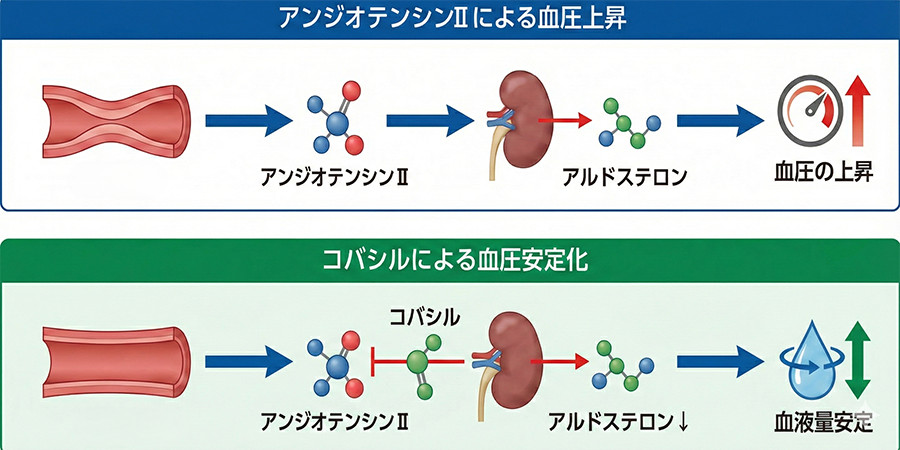 コバシルの効果・特徴