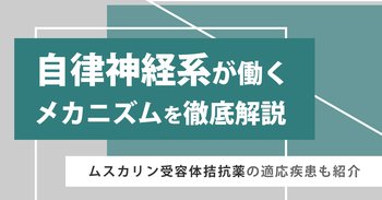 自律神経系が働くメカニズムを徹底解説｜ムスカリン受容体拮抗薬の適応疾患も紹介