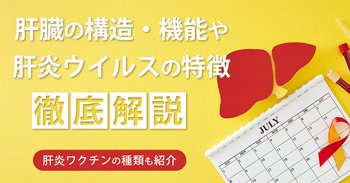肝臓の構造・機能や肝炎ウイルスの特徴を徹底解説｜肝炎ワクチンの種類も紹介